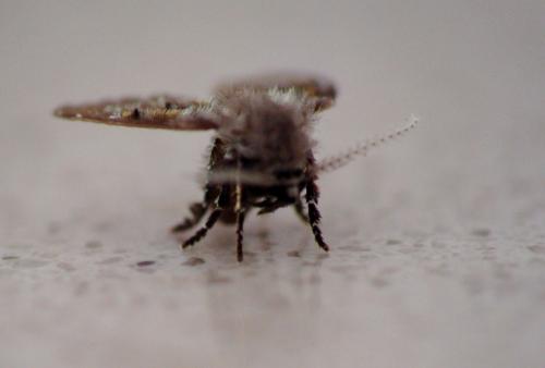 Clogmia albipunctata