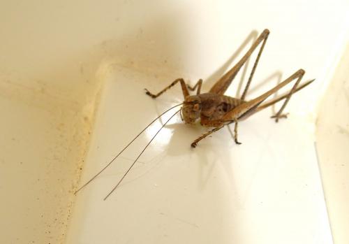 Rhacocleis poneli