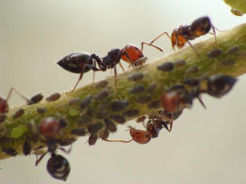 Réf. 74 271 : Crematogaster scutellaris