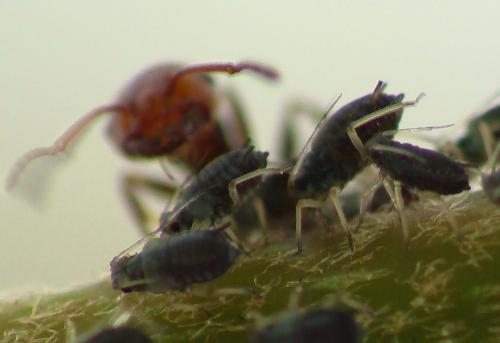 Aphis sp.