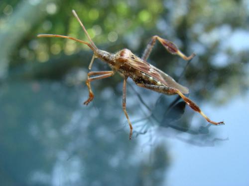 Leptoglossus occidentalis