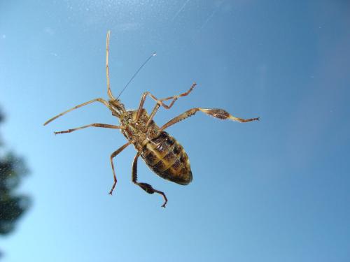 Leptoglossus occidentalis