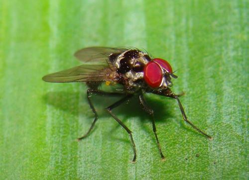 Réf. 74 875 : Anthomyia sp.