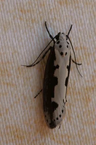 Réf. 74 210 : Ethmia bipunctella