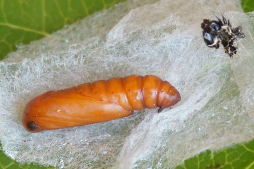 Réf. 74 209 : Ethmia bipunctella