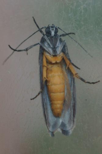 Réf. 74 211 : Ethmia bipunctella