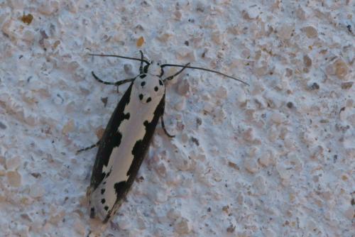 Réf. 74 212 : Ethmia bipunctella