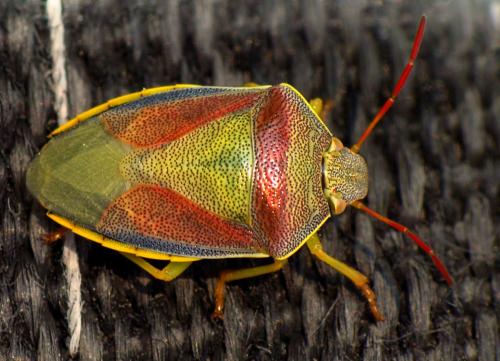 Réf. 74 814 : Piezodorus lituratus
