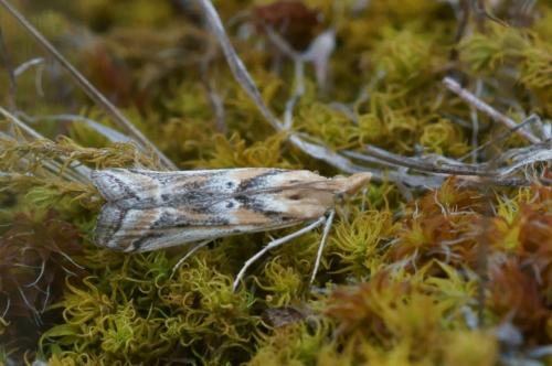 Réf. 74 610 : Ancylosis cinnamomella