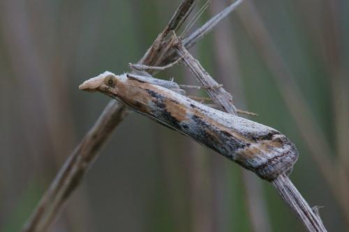 Réf. 74 611 : Ancylosis cinnamomella