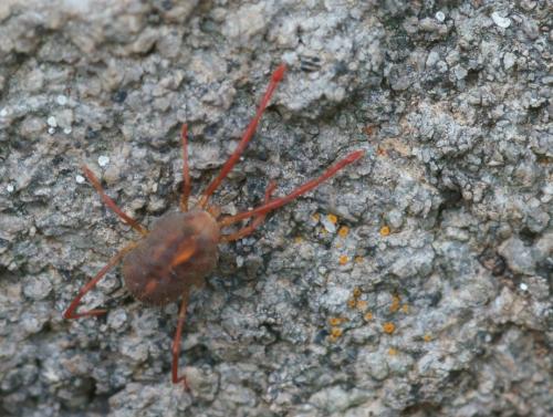 Réf. 74 655 : Erythraeus sp.