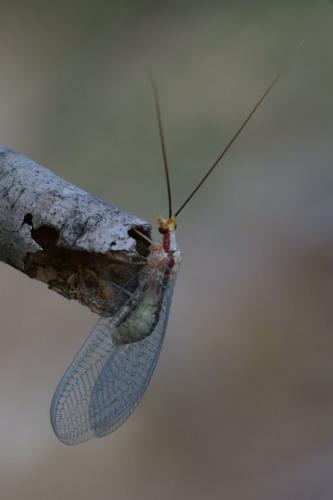Italochrysa italica