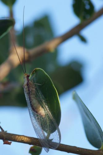 Italochrysa italica