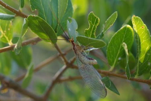 Italochrysa italica