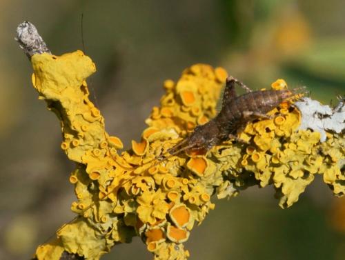 Arachnocephalus vestitus