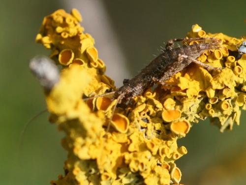 Arachnocephalus vestitus