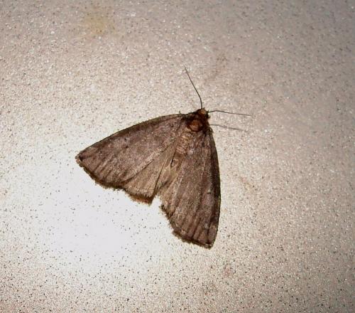 Réf. 74 458 : Ochropacha duplaris