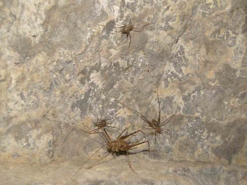 Dolichopoda sp.