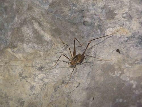 Dolichopoda sp.