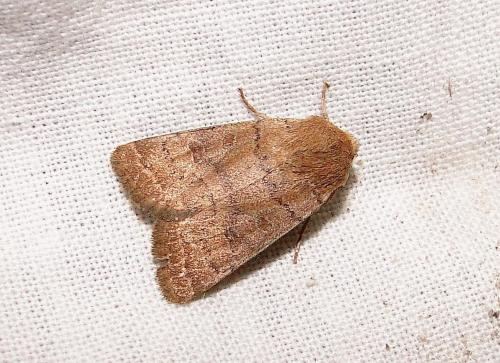 Réf. 74 415 : Hoplodrina octogenaria