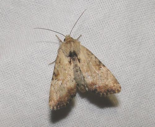 Réf. 74 653 : Apamea scolopacina