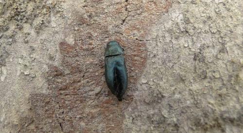 Réf. 74 008 : Phaenops knoteki ochsi