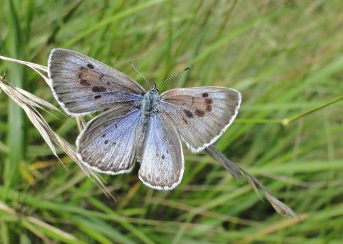 Réf. 74 503 : Phengaris arion