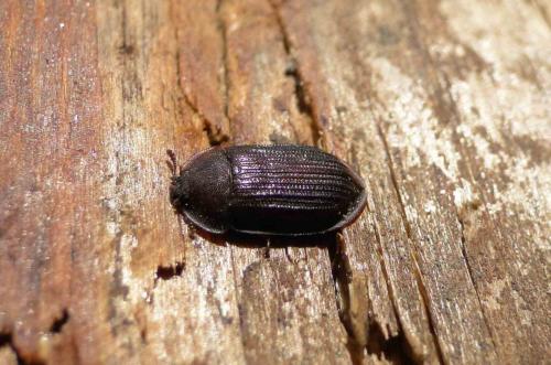 Réf. 74 007 : Peltis ferruginea