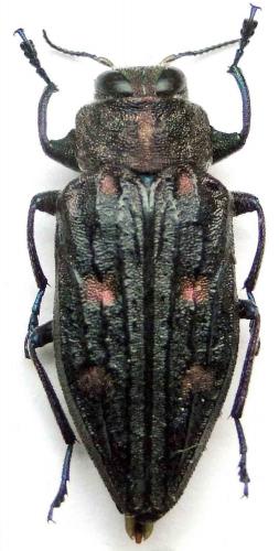 Chrysobothris chrysostigma