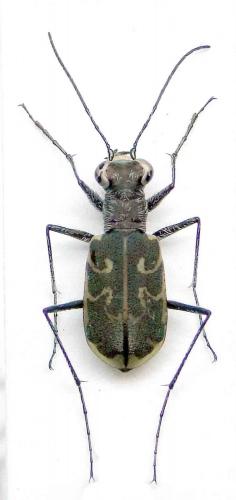 Réf. 74 086 : Cylindera arenaria