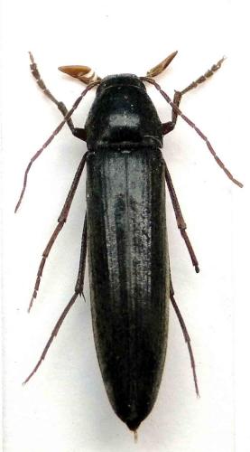 Réf. 74 087 : Serropalpus barbatus