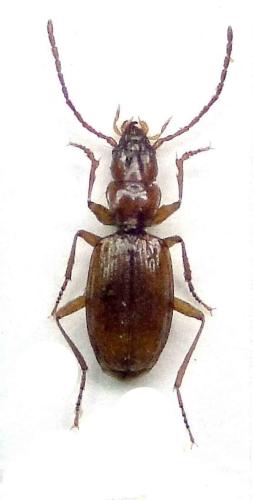 Duvalius lespesi cardurcus