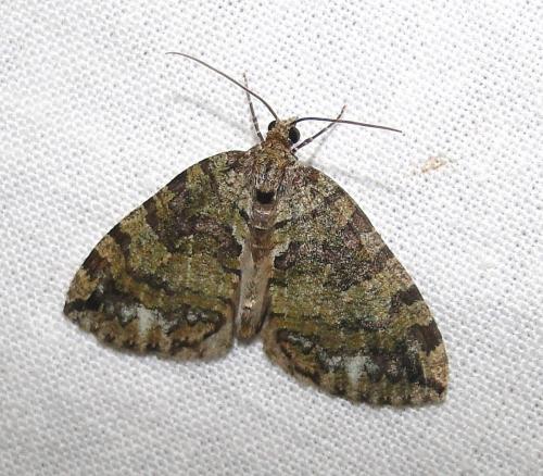 Réf. 74 641 : Hydriomena furcata
