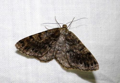 Réf. 74 872 : Deileptenia ribeata