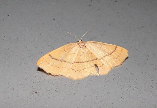 Réf. 74 883 : Cyclophora linearia