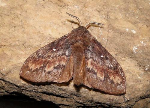 Réf. 74 802 : Dendrolimus pini