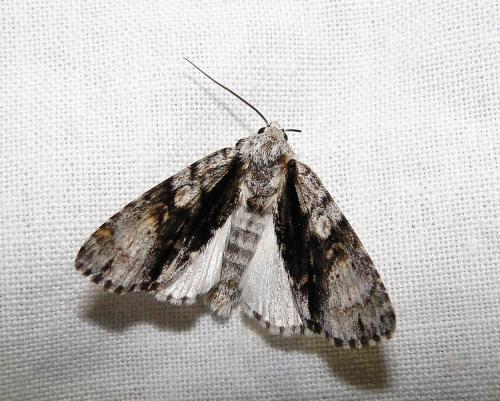 Réf. 74 871 : Acronicta alni
