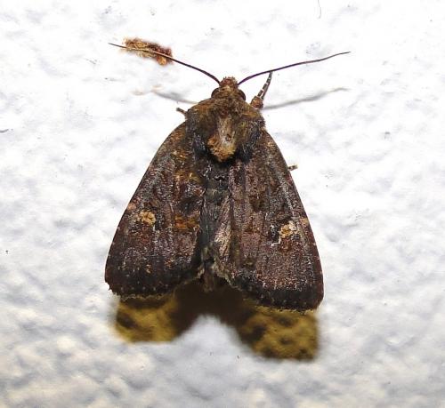 Réf. 74 906 : Mesapamea sp.
