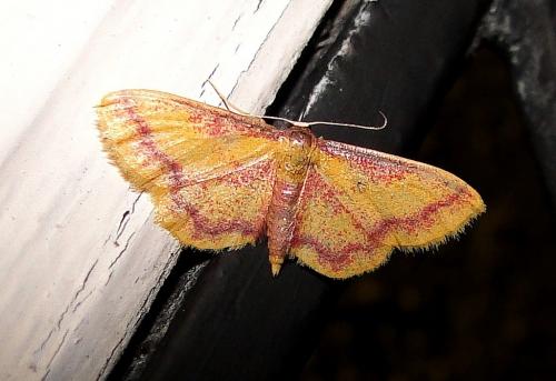 Idaea muricata
