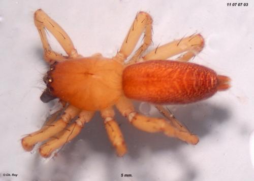 Clubiona neglecta