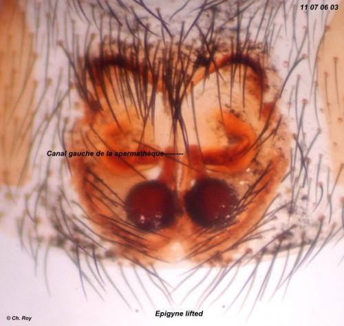 Zelotes apricorum