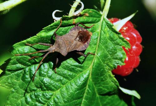 Coreus marginatus