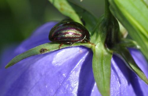 Réf. 74 072 : Chrysolina americana