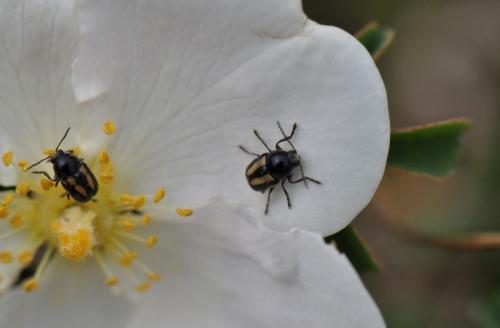 Cryptocephalus vittatus