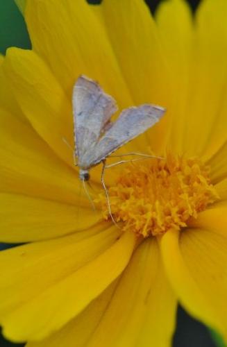 Endotricha flammealis