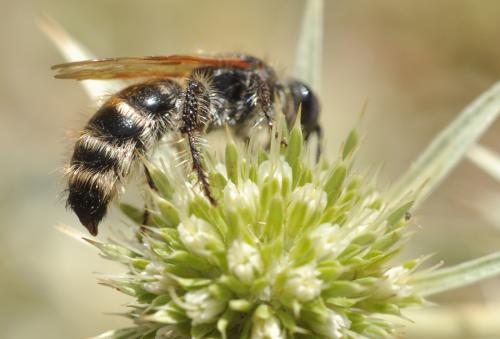 Réf. 74 650 : Colpa quinquecincta