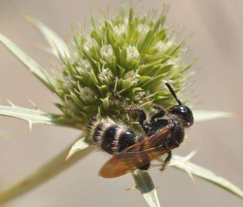 Réf. 74 651 : Colpa quinquecincta