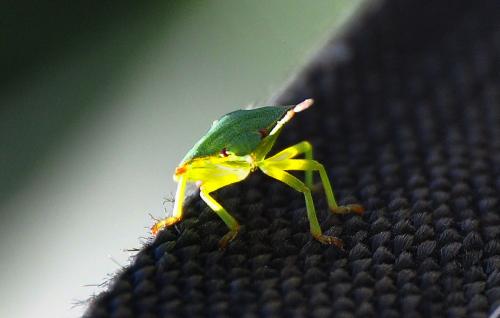 Palomena prasina