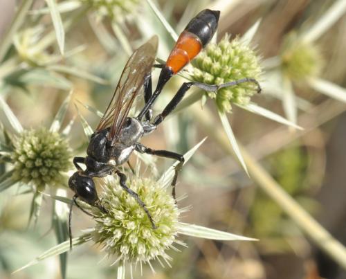 Réf. 74 478 : Hoplammophila armata