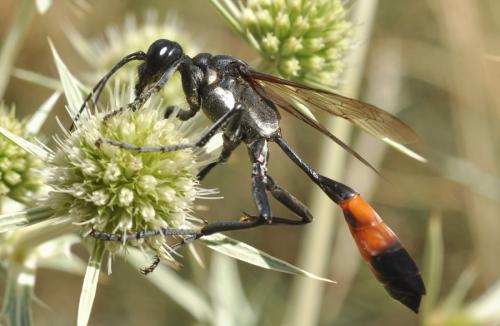 Hoplammophila armata